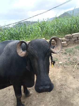 આ ભેંસ વેચવાની છે