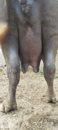 ભેંસ વેચવાની છે