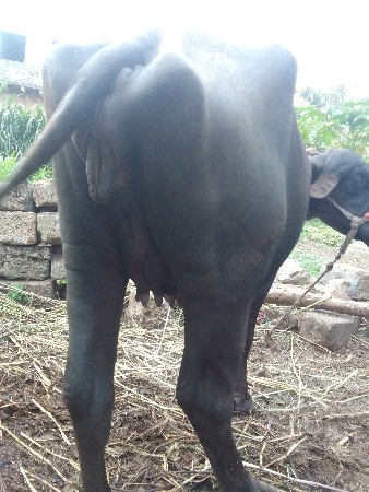 ભેંસ