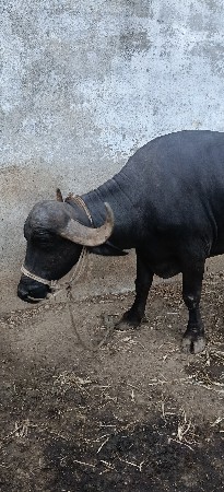 ભેંસ વેચવાની છે