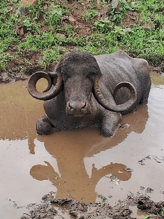 ભેસ