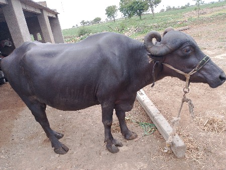 વેચવાની છે