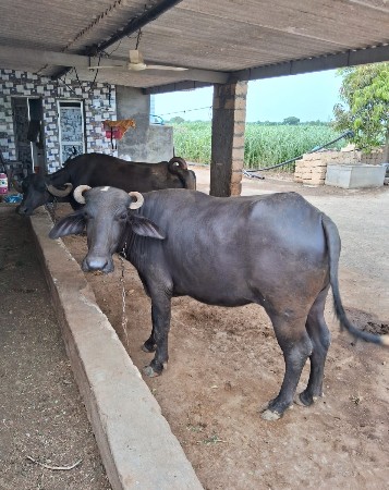 ભેંસ વેચવાની છે