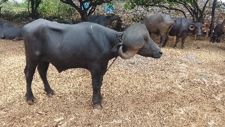 પાડો વેચવાનો છે