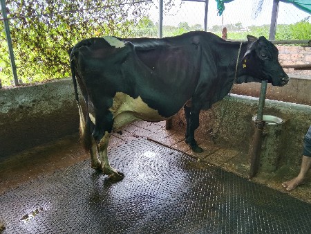 એશબ ગાય વેશવાની છે