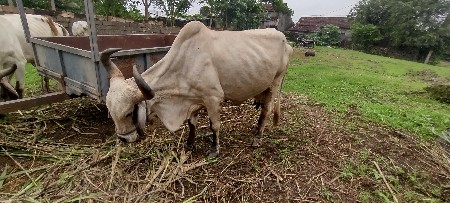 ગાય વેસવાની છે