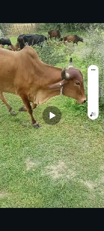 3 ગાય