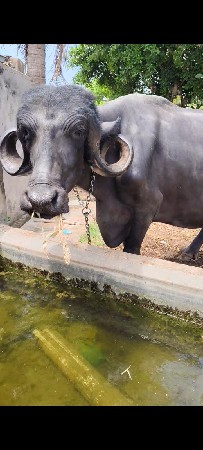 2 ભેંશ વેશાવની છે
