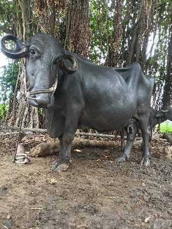 ભેંસ વેચવાની છે