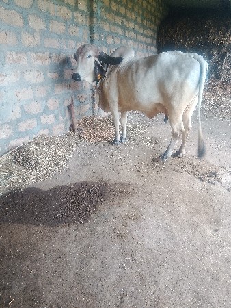 લીલડીગાયવેચવાનીછે