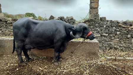 જાફરાબાદી ભેંસ વેચવાની છે