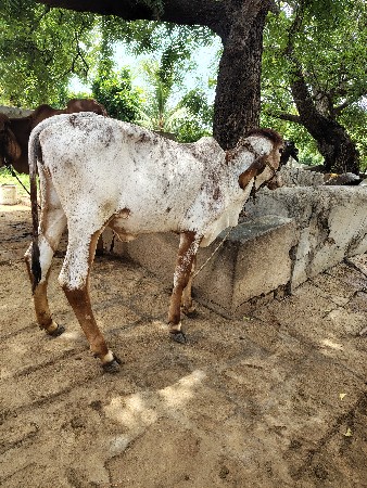વાસળી વેચવાની છે