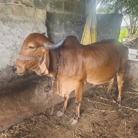 ગાય વેશવાની છે