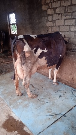 એચ એફ ગાય