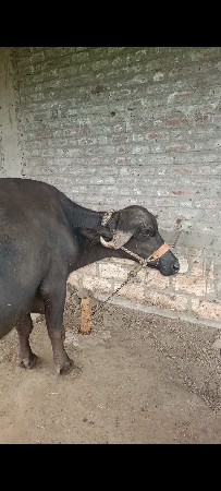 ભેંશ વેચવાની છે