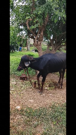 ખડેલૂ વેછવાનૂ છે