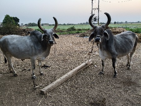 godhla 3 dharna full javabdari