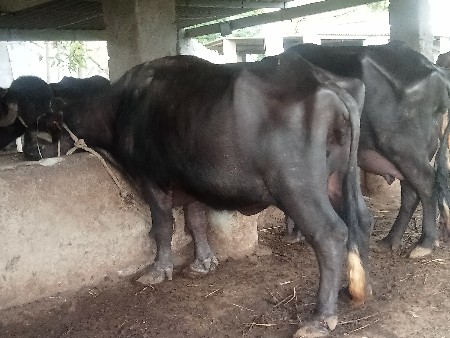 આ ભેંશ વેશવા નિ છે