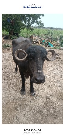 ખડેલી વેચવાનું છે ચાર વર્ષનું છે