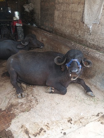 ૨ વેતર ૧૦ મહીનો ૬ લીટર દુધ