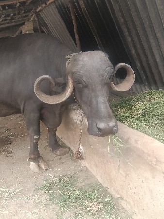 ભેંસ વેચવાની છે