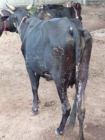 વેચવાની છે