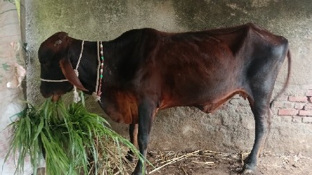 ઘોડી હારે સાટા કરવાના