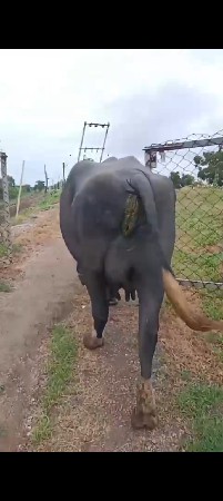 ભેંસ વેચવાની છે