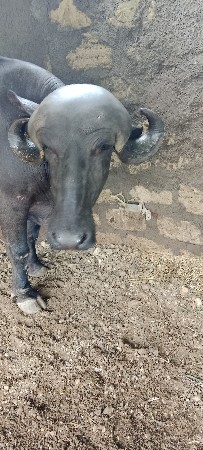 આ ખડેલી વેશવાની છે