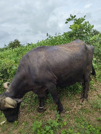 કુંઢી ભૈસ