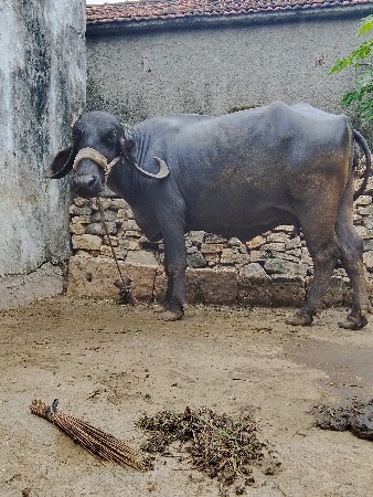 પેલ વેતરી ખરેલી