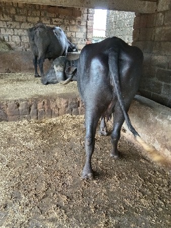 અભેસ વેચવાની છે પહેલું વેતર