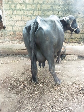 આ ભેંસ વેચવાની છે