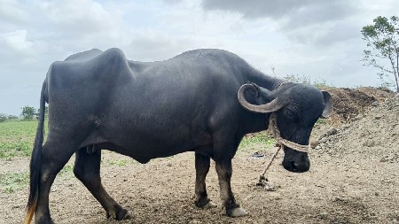ભેંસ વેચ વાની છે