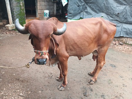 ગાય દેવાની છે