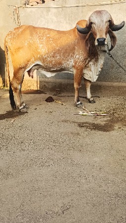 5 મહિના 15 દિવસ ની ગાભની