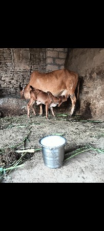3 ગાય વેચવા ની છે