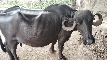 ભેંસ