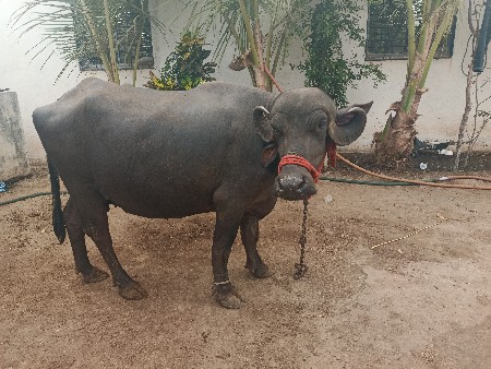 ભેંસ વેચવાની છે