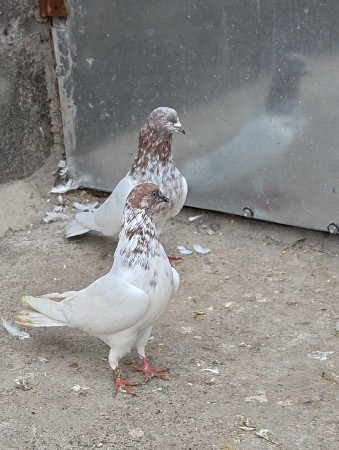 કિશોરા જોડી