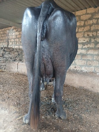 આ.ખડાય.વેશવાનિછે