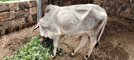 સાવ સોજી વાછરડી છે