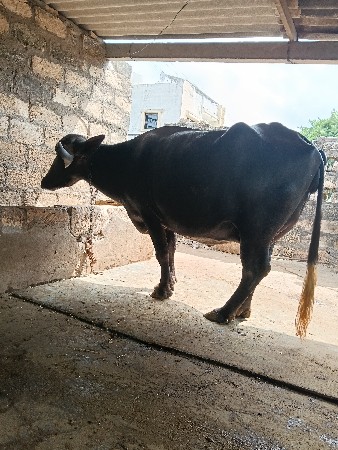 આ ભેંસ વેચવાની છે