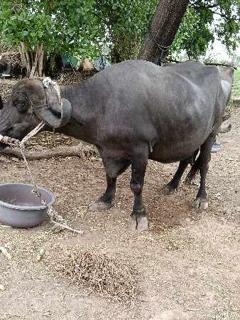 ભેંસ વેચવા ની સે
