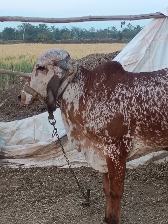 હોડકી વેચવાની છે