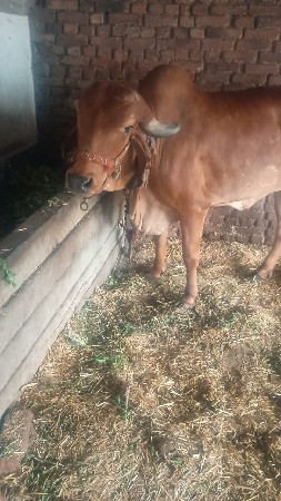 ઓરીજનલ ગીર ઓડકી વેચવાની સે
