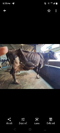 ગાય વેચવાની છે