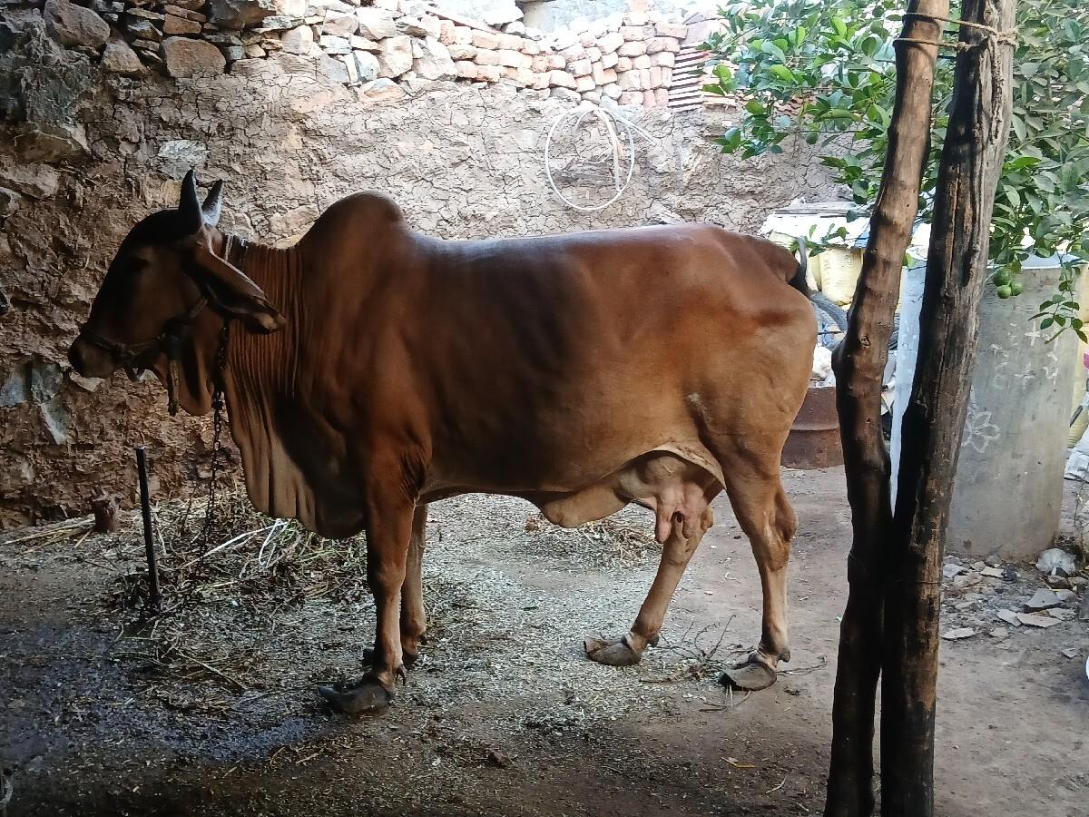 ગાય