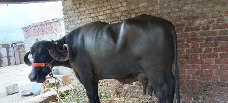 વેચવાની છે