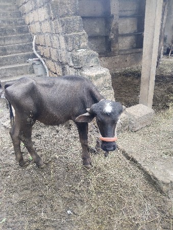 આ પાડી વેચવાની છે